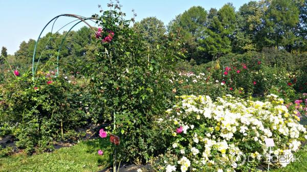 Рекламные Ботанический Сад Москва Экскурсии&nbsp;Картинки