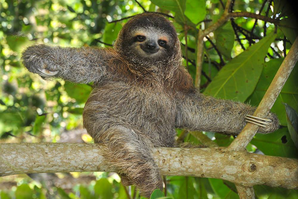 Эксклюзивные Туры В Амазонию&nbsp;Фотографий