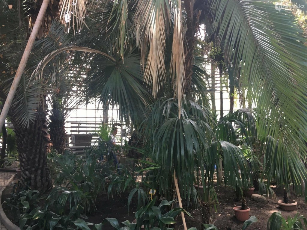 18+ Экскурсия В Ботанический Сад Алматы&nbsp;Отзывы