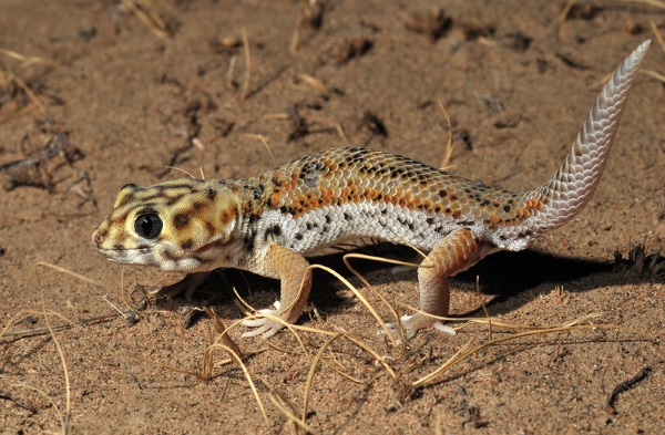 43+ Туры В Сокотру&nbsp;Фотографий