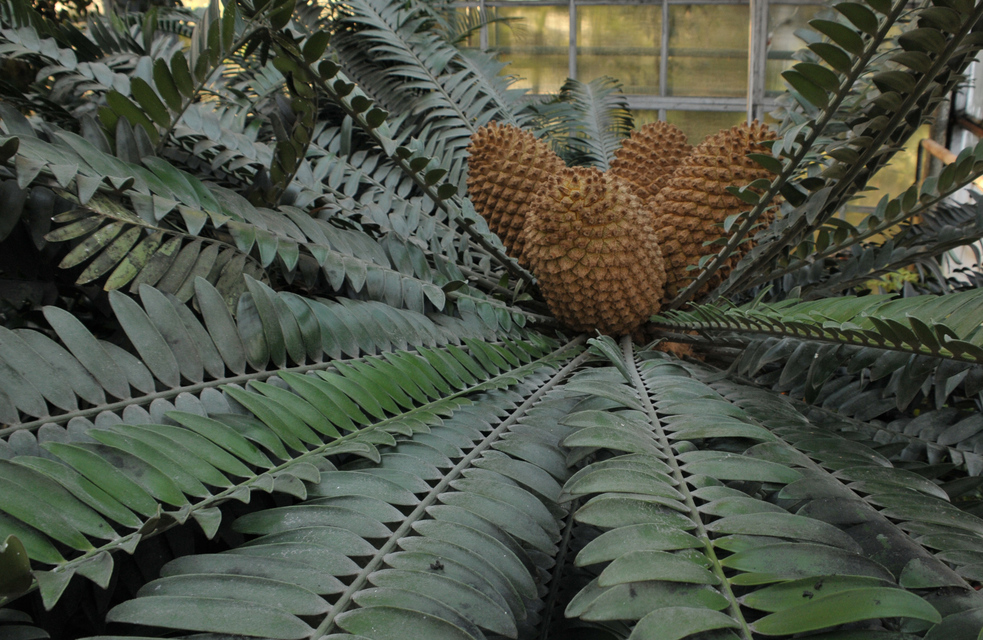 21+ Ботанический Сад Москва Оранжерея Цена&nbsp;Картинки