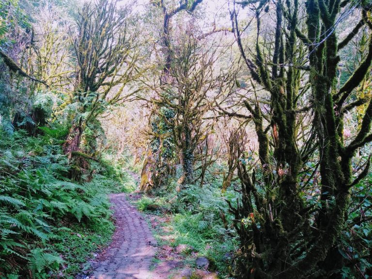 Эксклюзивные Экскурсия В Горную Аджарию цены и отзывы&nbsp;2022